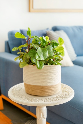 Vuao Canasta Clement